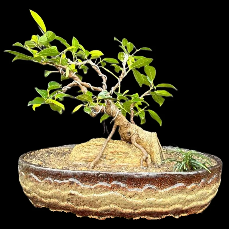FICUS MICROCARPA PANDA